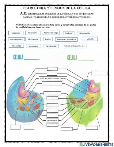 Estructuras y funciones de lacelula