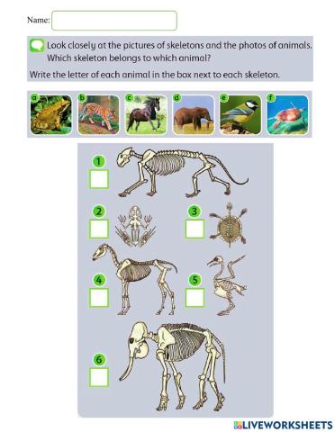 Animal skeleton