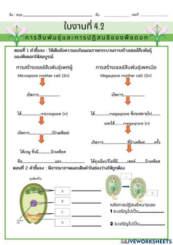 ใบงานที่ 4.2 การสืบพันธุ์และการปฏิสนธิของพืชดอก