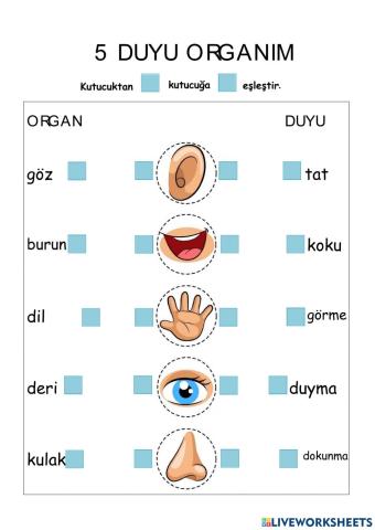 Duyu organları