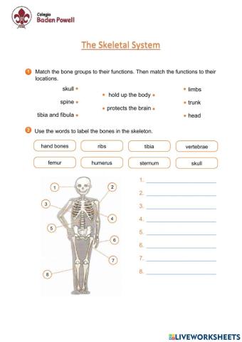 Skeletal system