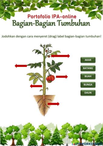 Bagian tumbuhan