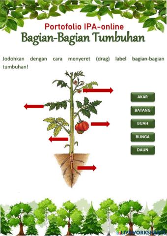 Bagian tumbuhan