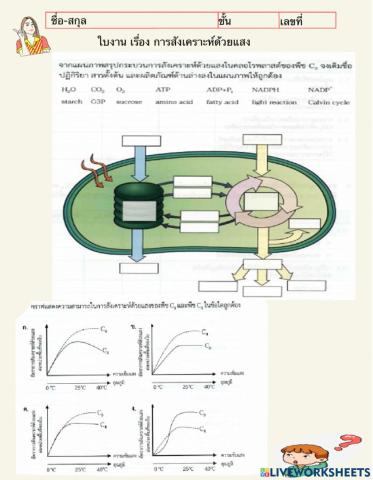 การสังเคราะห์ด้วยแสง 2