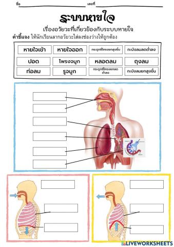 อวัยวะที่เกี่ยวข้องกับระบบหายใจ