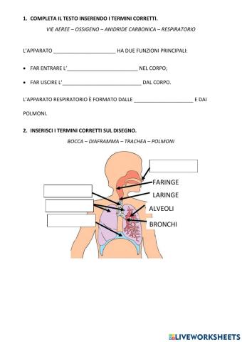 Apparato respiratorio