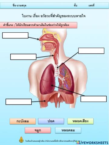 ใบงาน เรื่อง อวัยวะที่สำคัญของระบบหายใจ