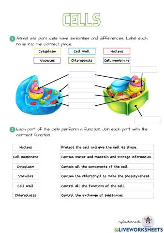 Animal and plant cells