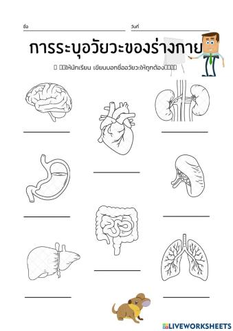 อวัยวะภายใน