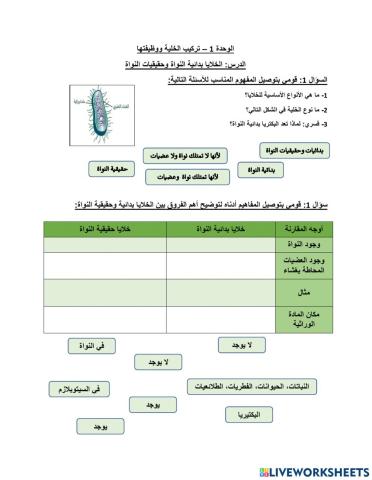 بدائيات وحقيقيات النواة