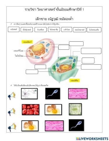 จงตอบคำถาม