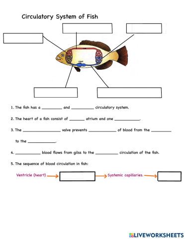 Circulatory system of fish