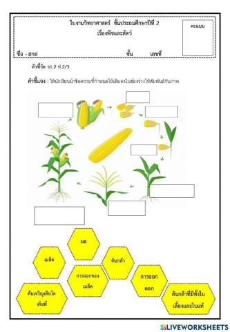 ใบงานเรื่องพืช ชั้นประถมศึกษาปีที่2