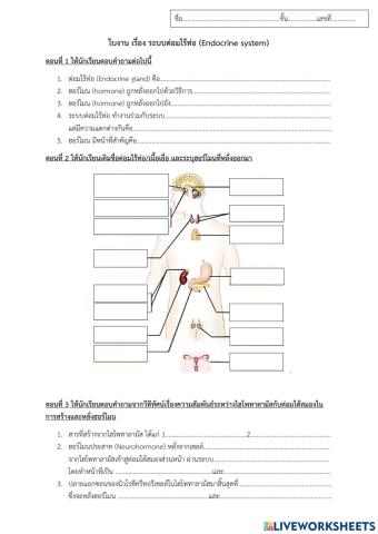 ระบบต่อมไร้ท่อ