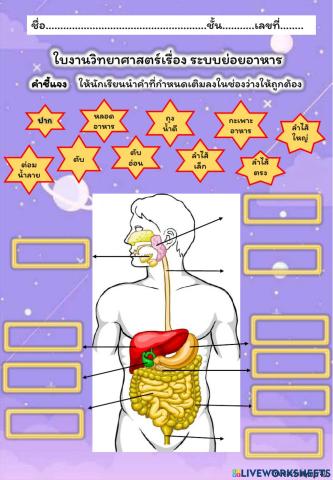 ใบงาน ระบบย่อยอาหาร