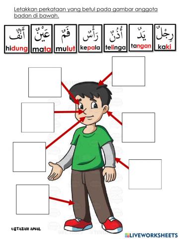 Anggota badan bahasa arab