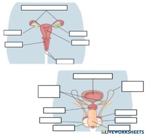 Partes de los aparatos reproductores.