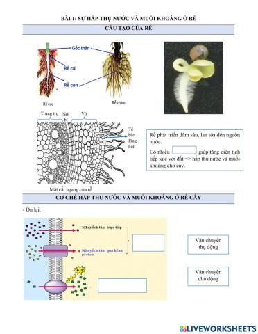 Hấp thụ nước và muối khoáng