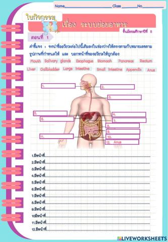 ระบบย่อยอาหาร