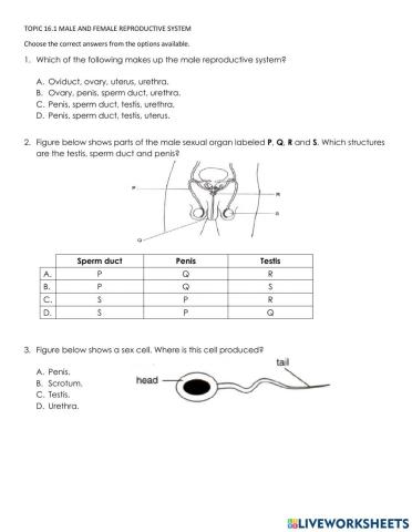 Reproductive system of male and female (in humans)