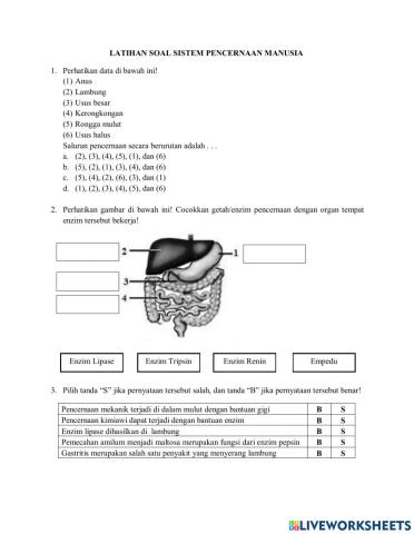 Sistem Pencernaan Manusia