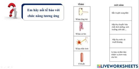 Chức năng của tế bào