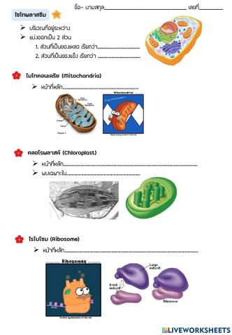 2.3cell