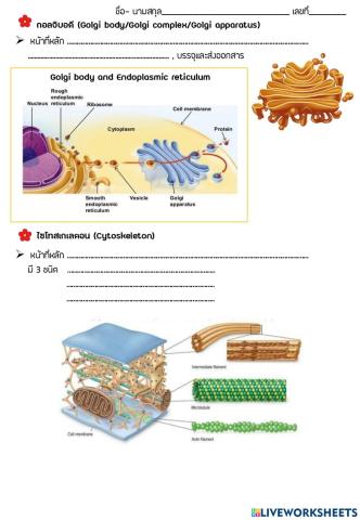 2.5cell