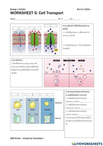 Cell transport