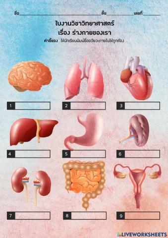 วิทยาศาสตร์  อวัยวะภายใน