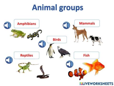 Animal groups