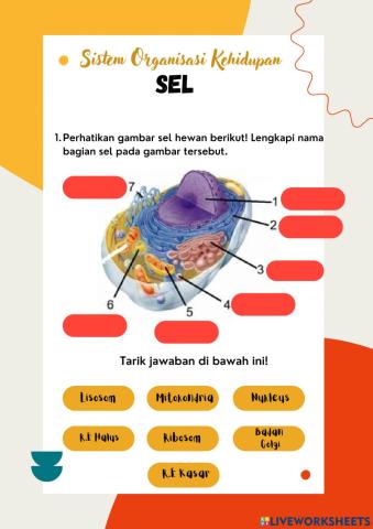 Sistem Organisasi Kehidupan (Sel)