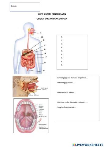 Lkpd sistem pencernaan