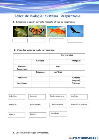 Tipos de Respiración