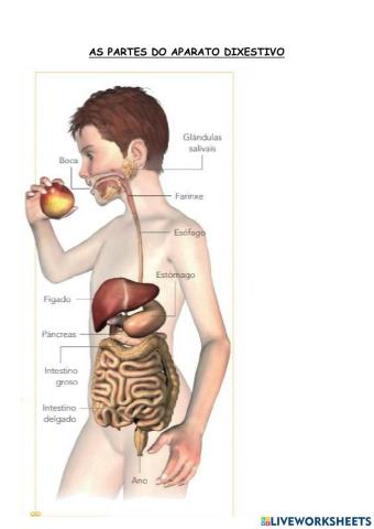 As partes do aparato dixestivo