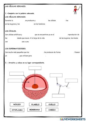 Las células sexuales