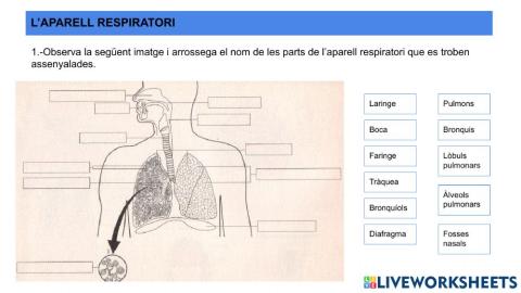 Aparell Respiratori