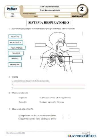 Sistema respiratorio