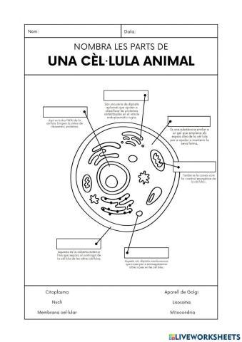 Cèl·lula animal