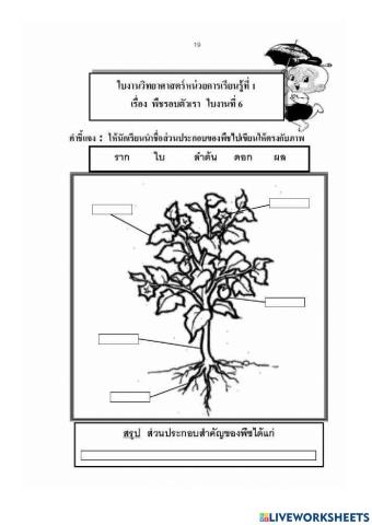 ใบงานที่5ส่วนประกอบของพืช