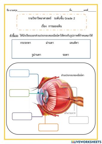 การมองเห็น