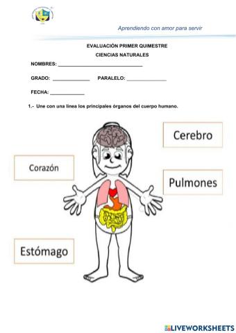 Exámen quimestral ciencias naturales