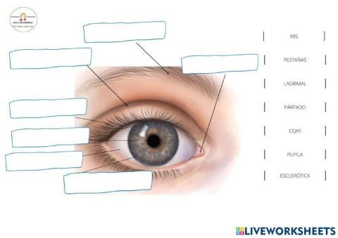 Partes del ojo