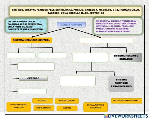 Sistema nervioso