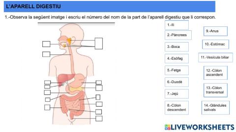 Parts i funció Aparell Digestiu