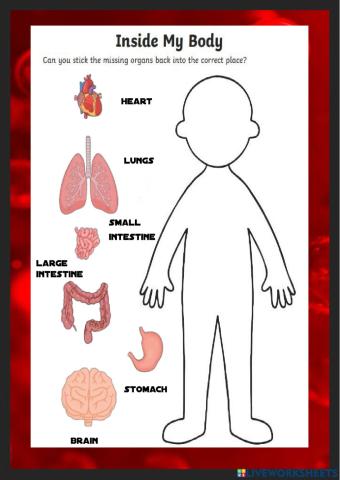 Human Organs