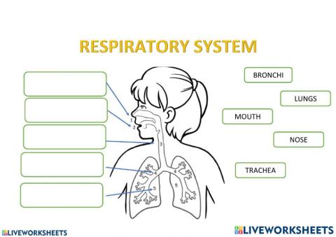 Respiratory System