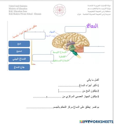 تنظيم الجهاز العصبي