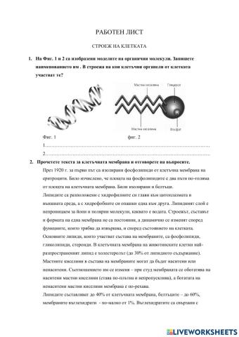 Строеж на клетката