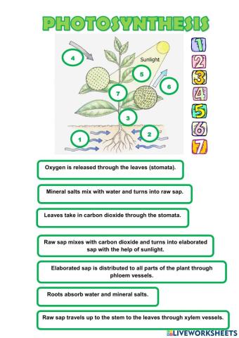 Photosynthesis